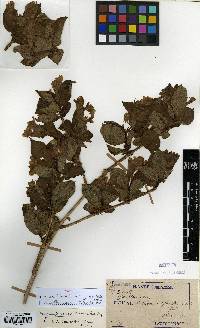 Weigela florida image