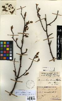 Prunus serrulata image