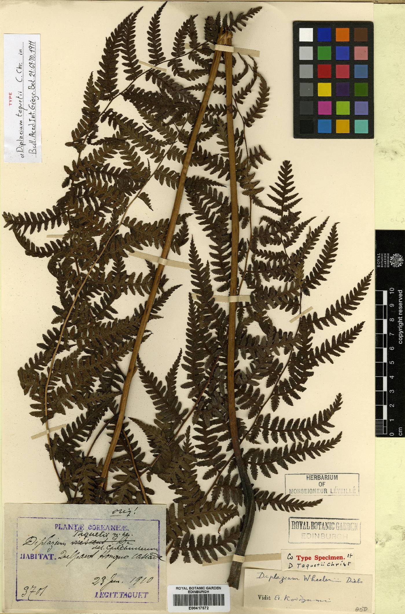 Diplazium virescens image