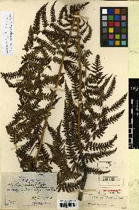 Diplazium virescens image