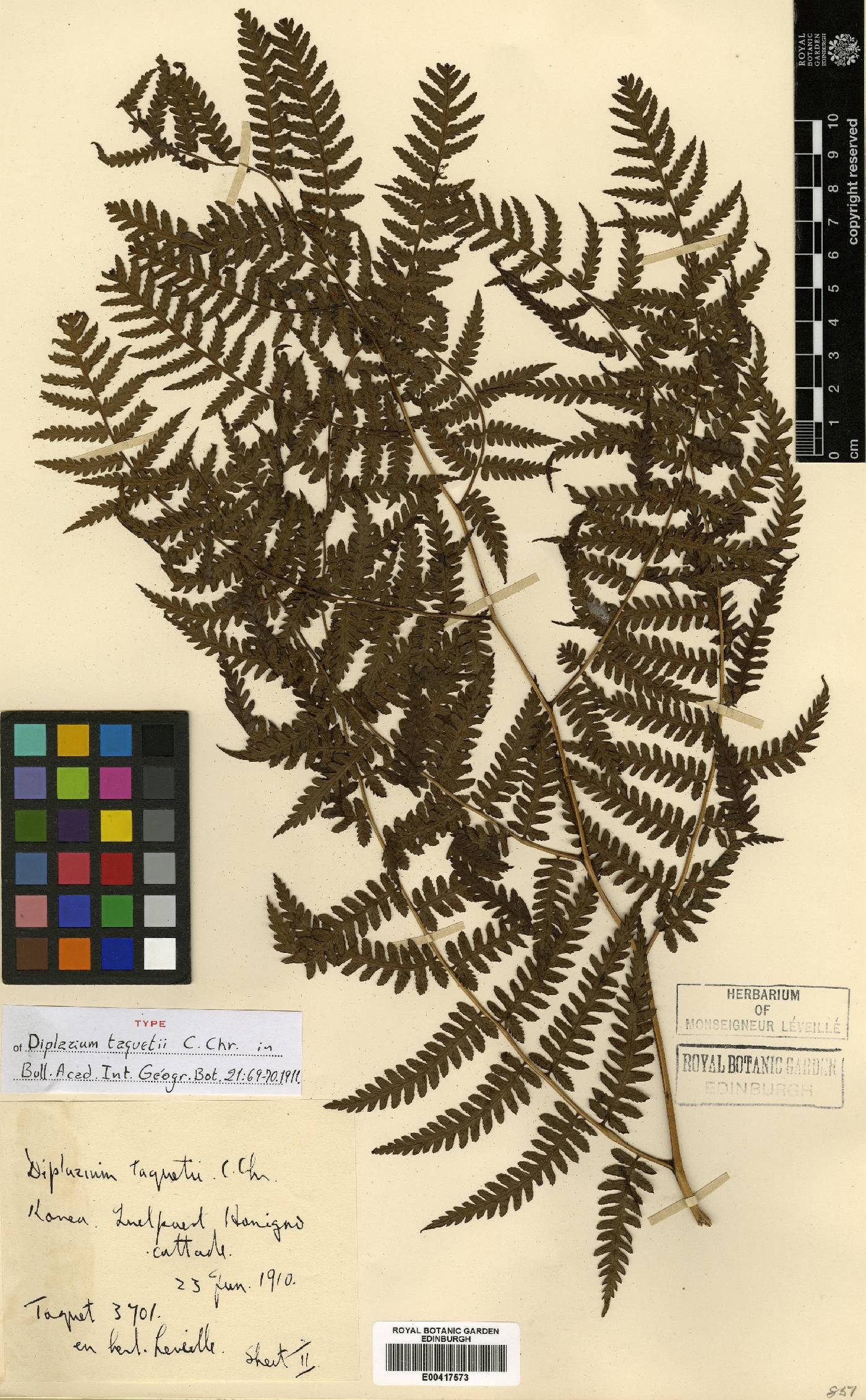 Diplazium virescens image