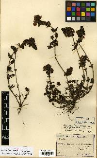 Pedicularis verticillata image