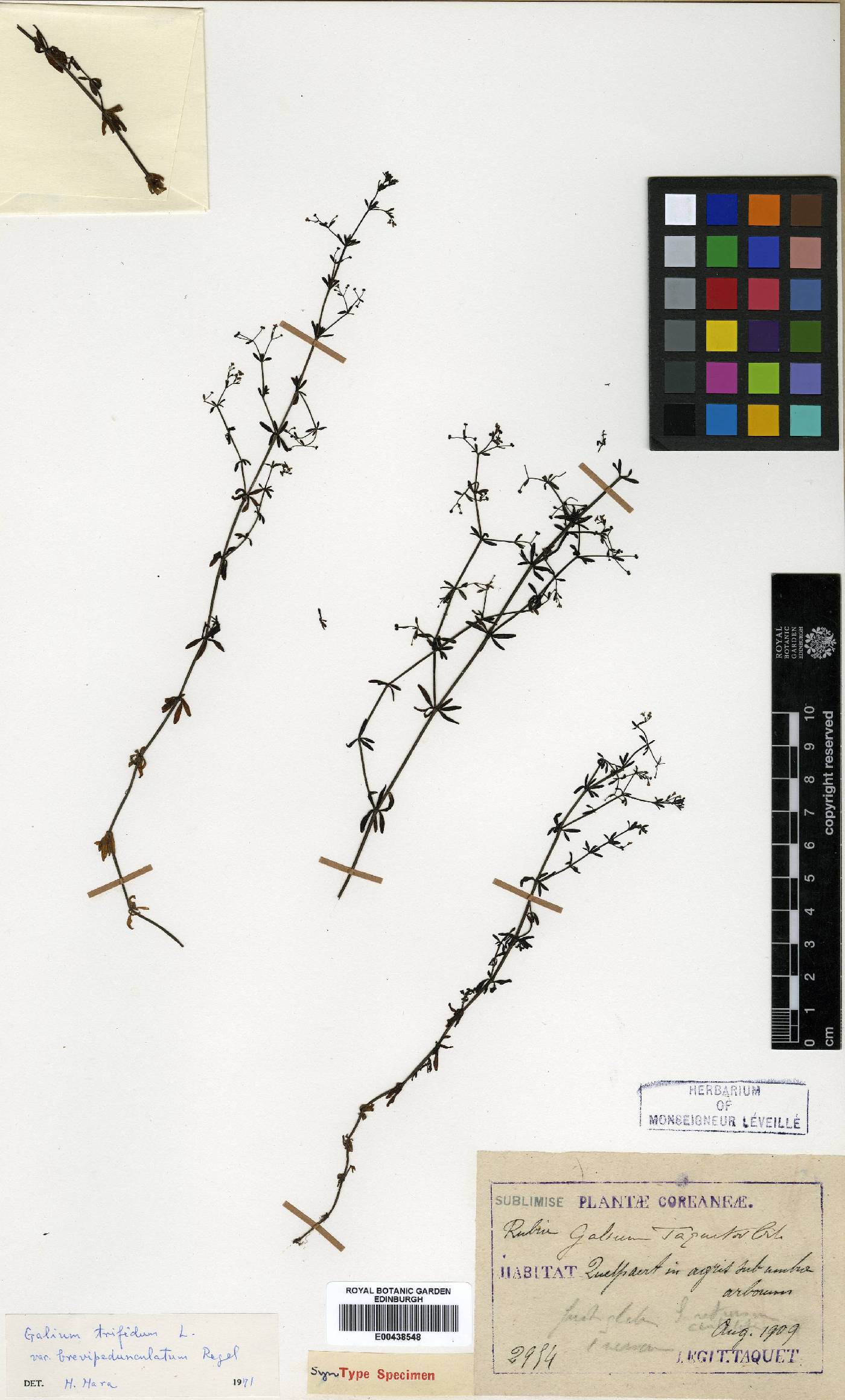 Galium trifidum image