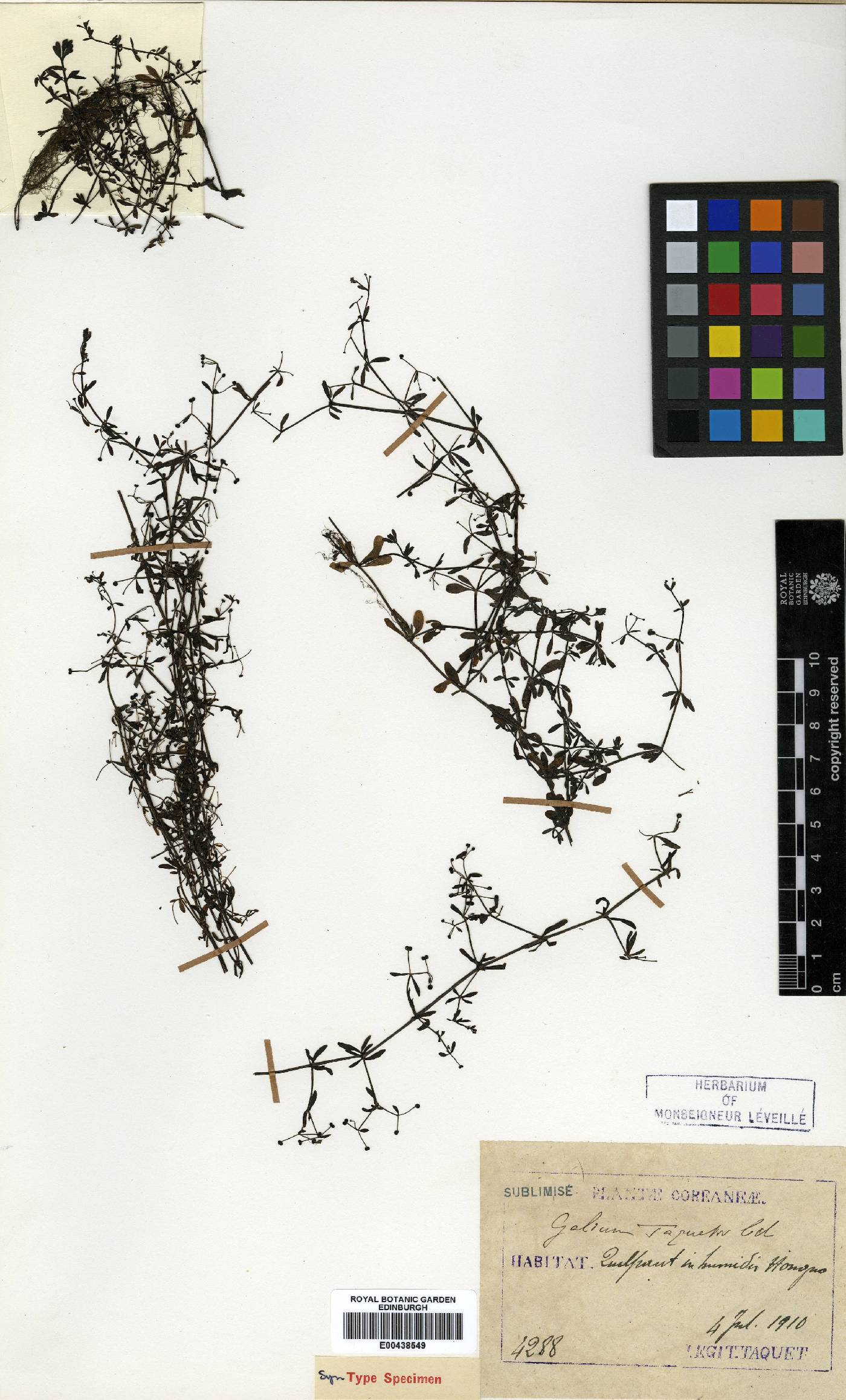 Galium trifidum image