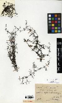 Galium trifidum image