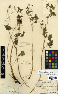 Image of Semiaquilegia adoxoides