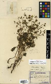 Semiaquilegia adoxoides image