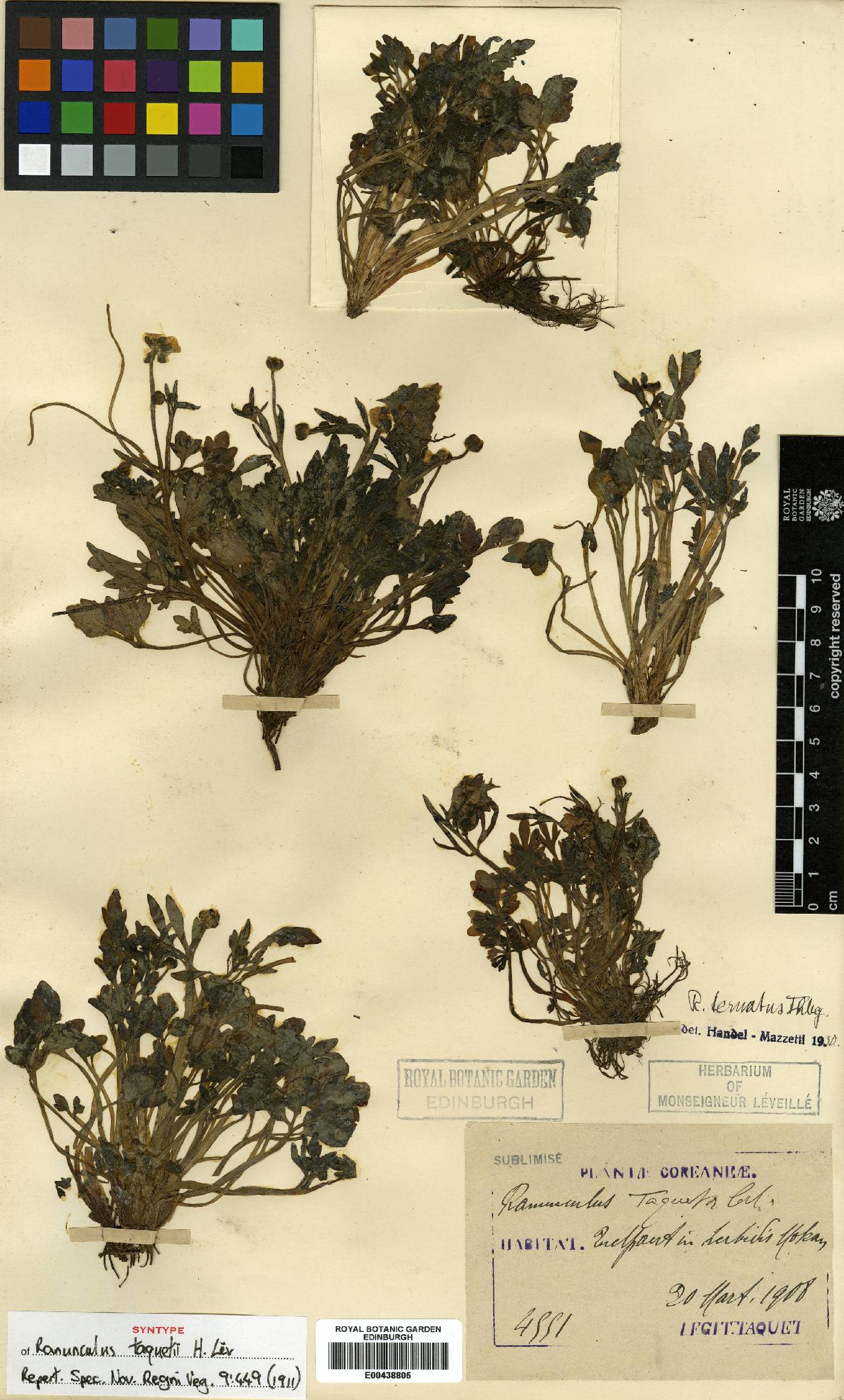 Ranunculus silerifolius image