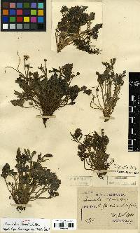 Ranunculus silerifolius image