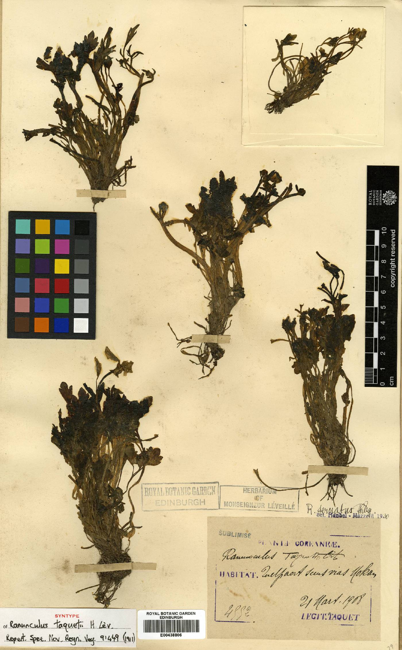 Ranunculus silerifolius image