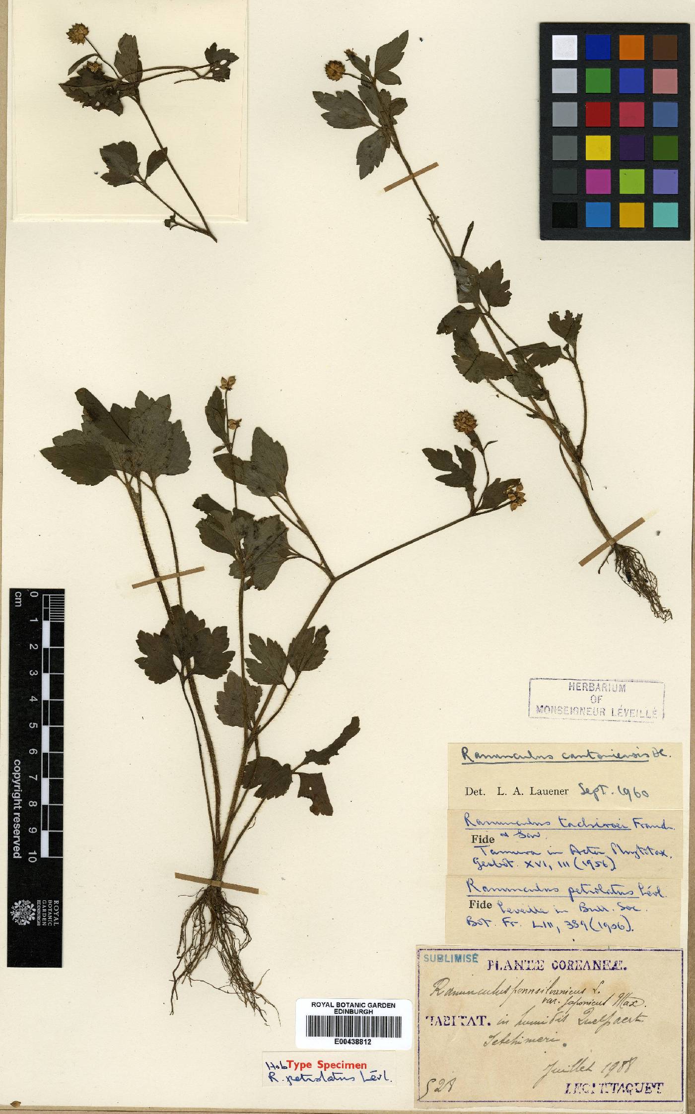Ranunculus tachiroi image