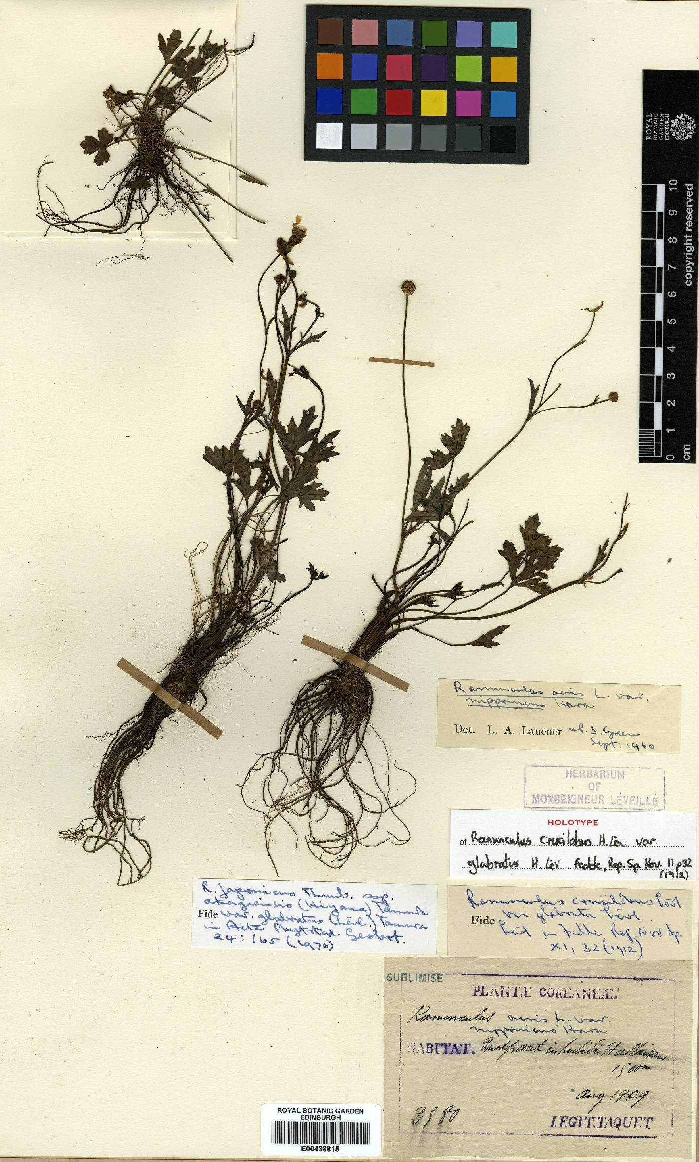 Ranunculus japonicus image