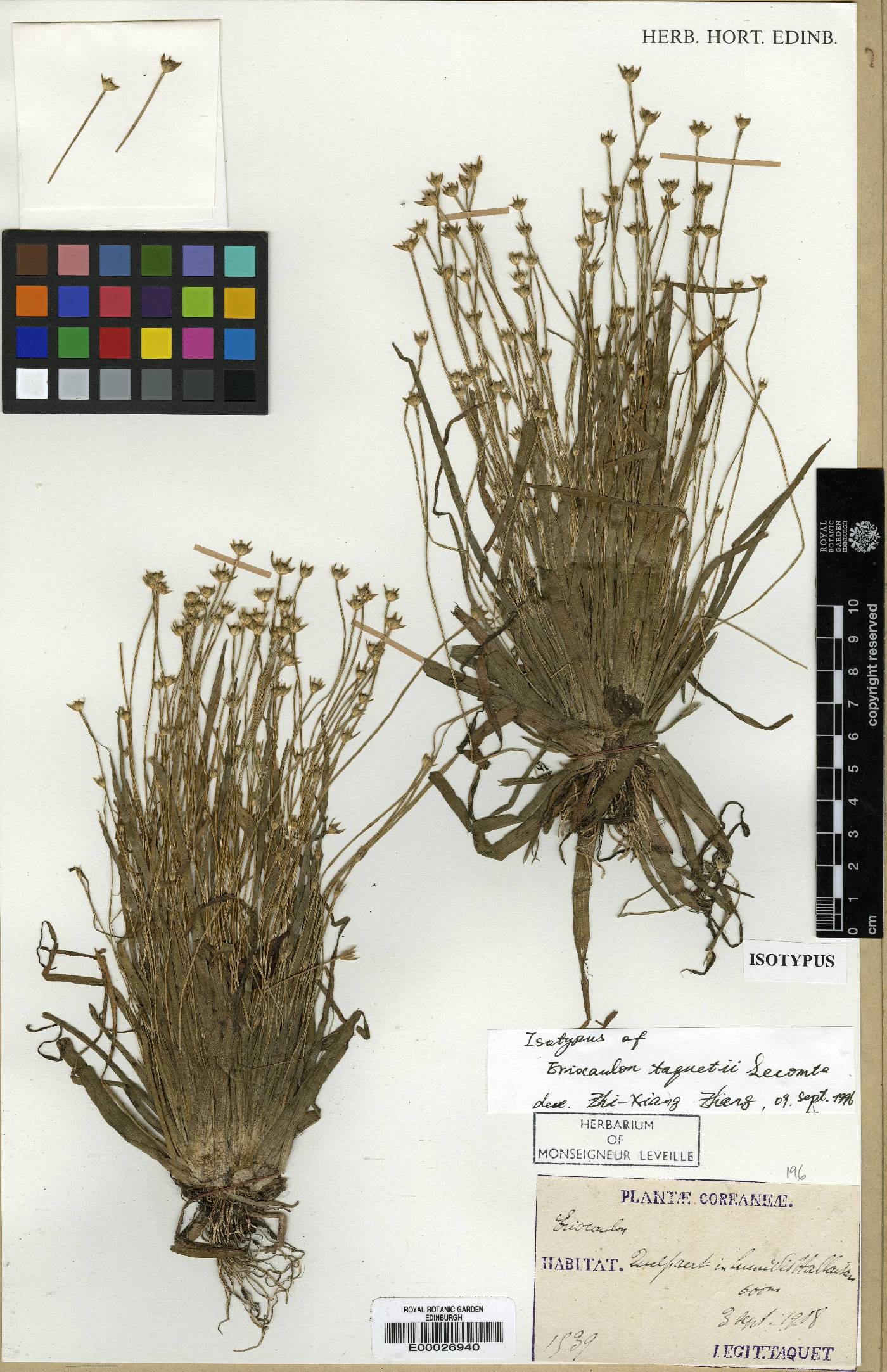 Eriocaulon taquetii image