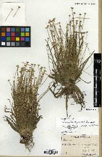 Image of Eriocaulon taquetii