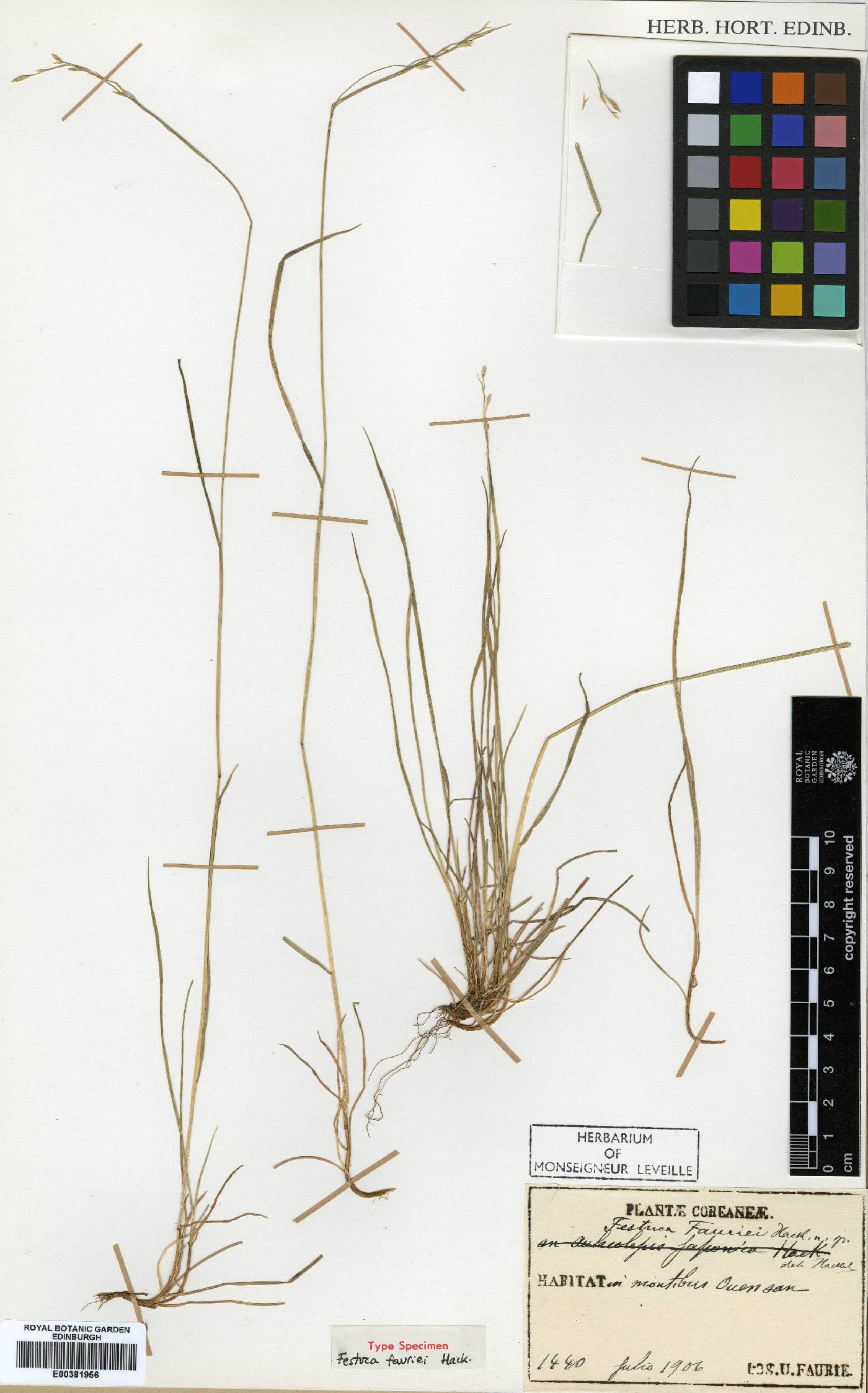 Festuca japonica image