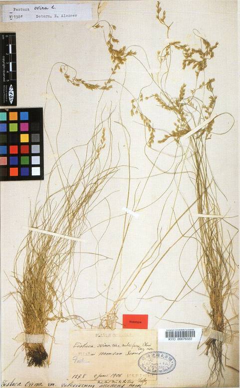 Festuca ovina image