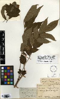 Meliosma pinnata var. oldhamii image