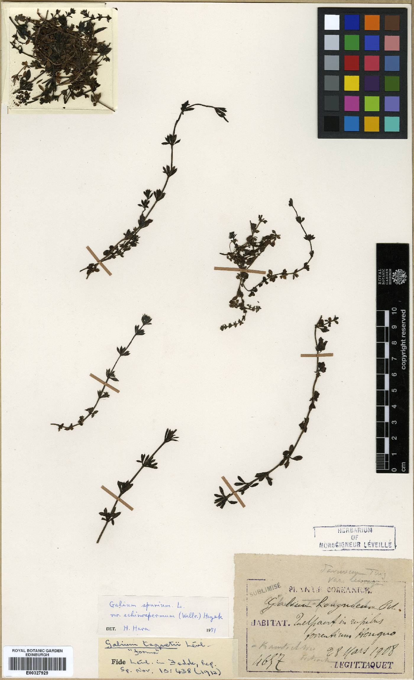 Galium spurium image