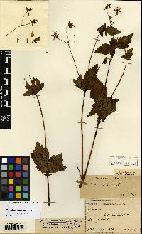 Geranium knuthii image