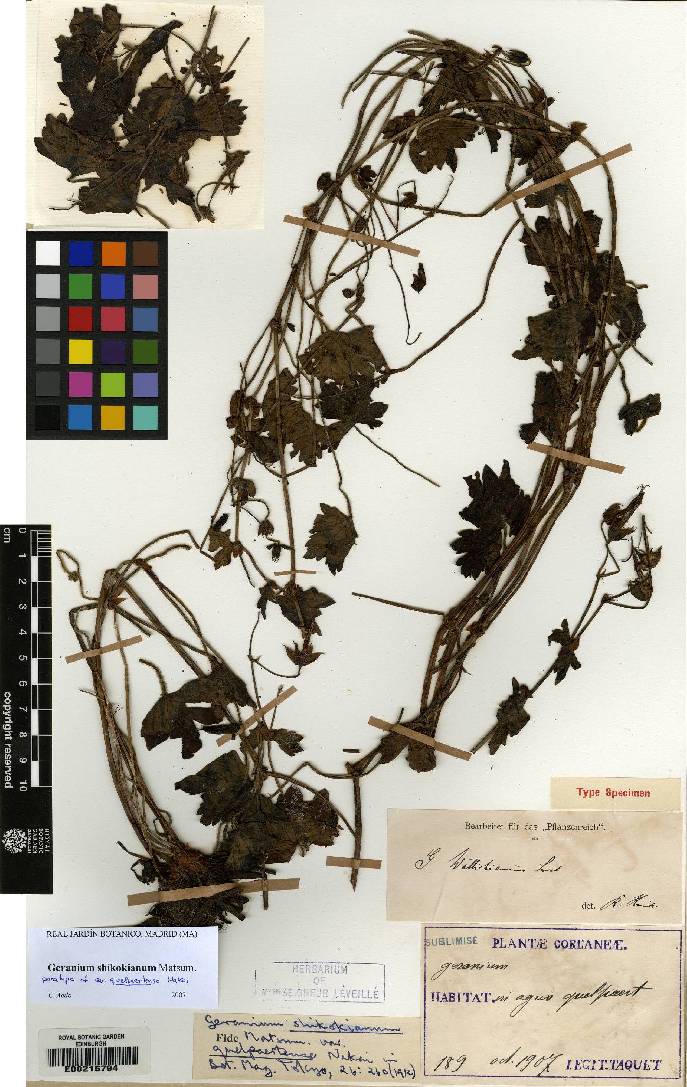 Geranium shikokianum image
