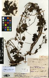 Geranium shikokianum image