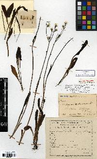 Ixeris chinensis image