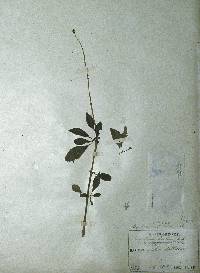 Image of Ligustrum salicinum