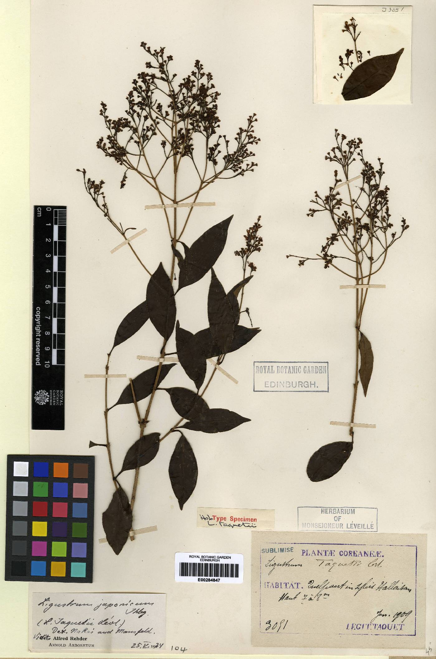 Ligustrum japonicum image