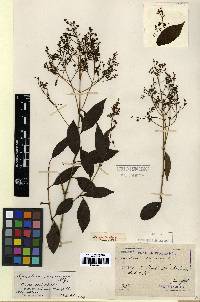 Image of Ligustrum japonicum