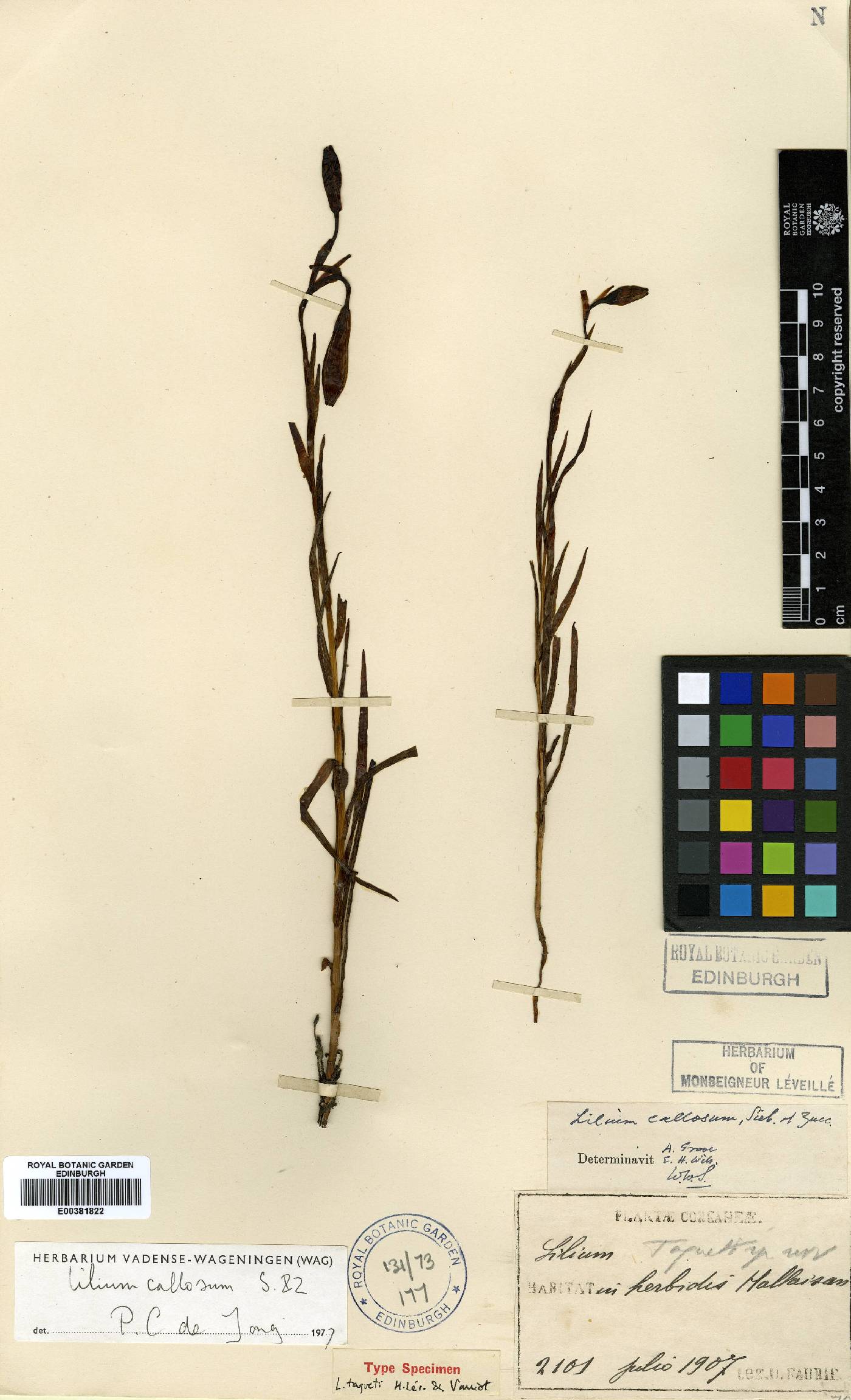 Lilium callosum image