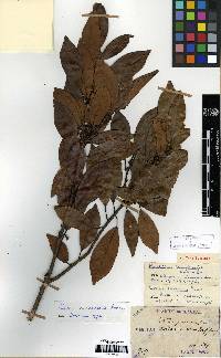 Litsea coreana image