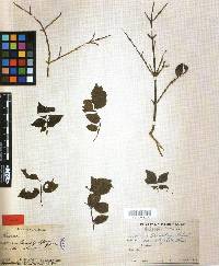 Lonicera maximowiczii image