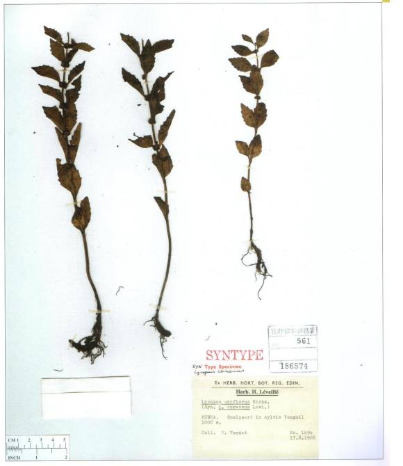 Lycopus uniflorus image