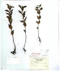 Image of Lycopus japonicus