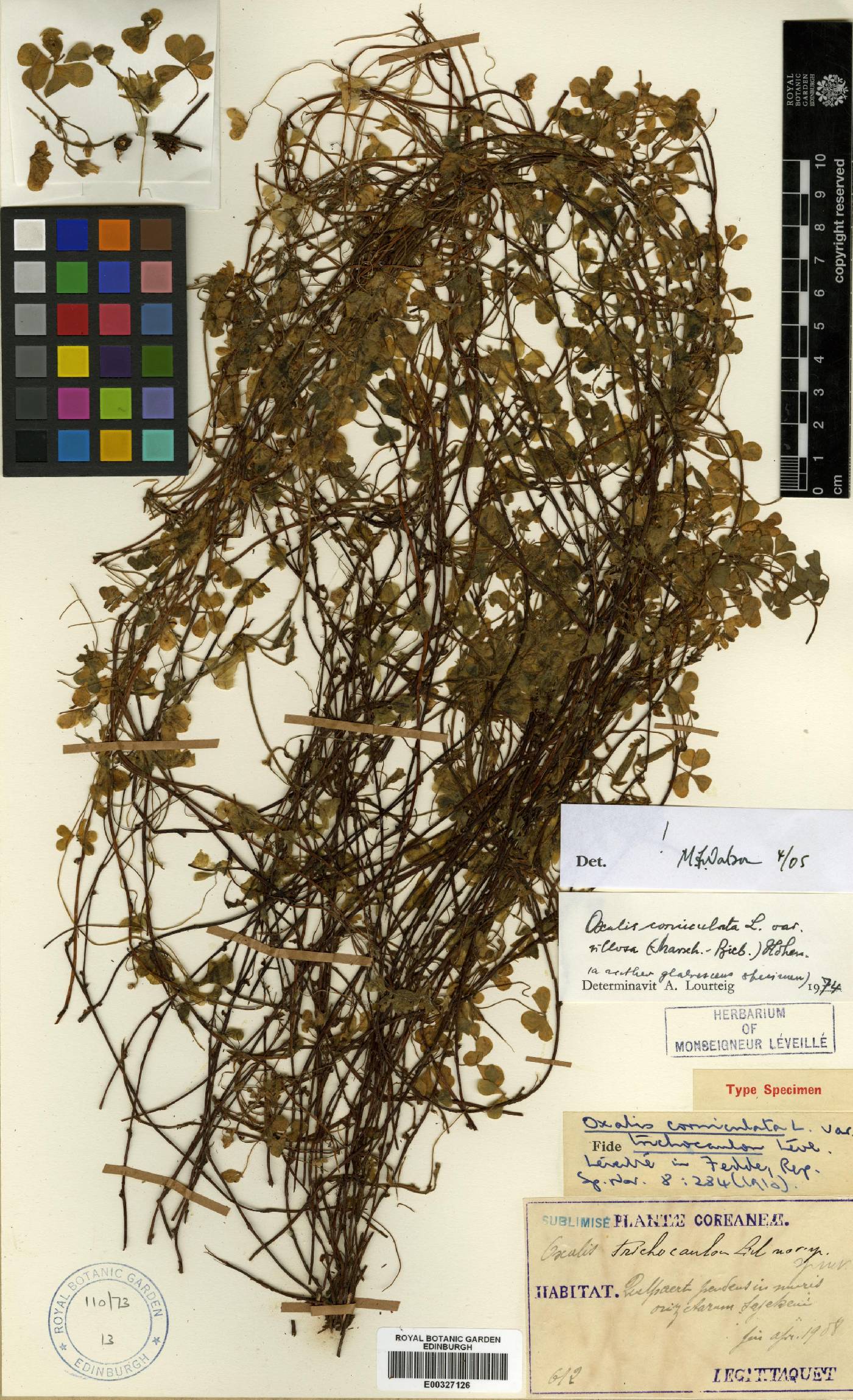Oxalis corniculata image
