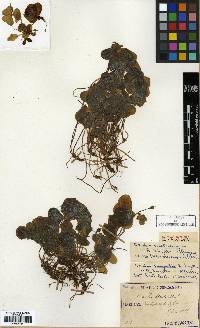 Image of Oxalis acetosella