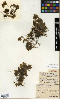 Oxalis acetosella image