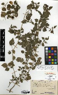 Physalis angulata image