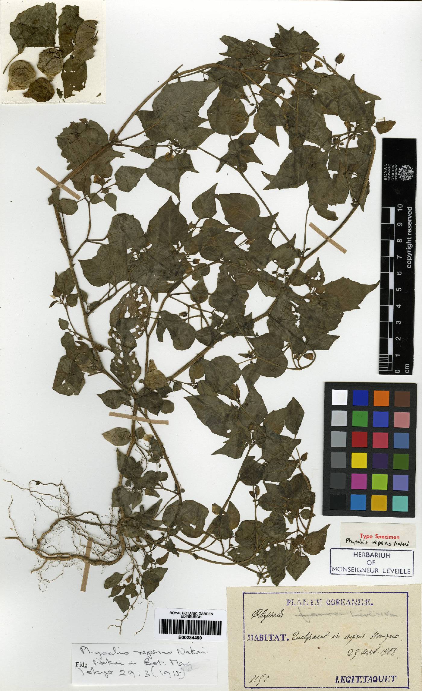 Physalis angulata image