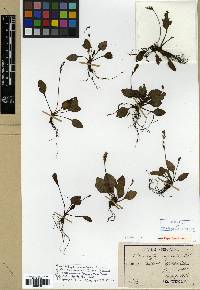 Plantago asiatica image