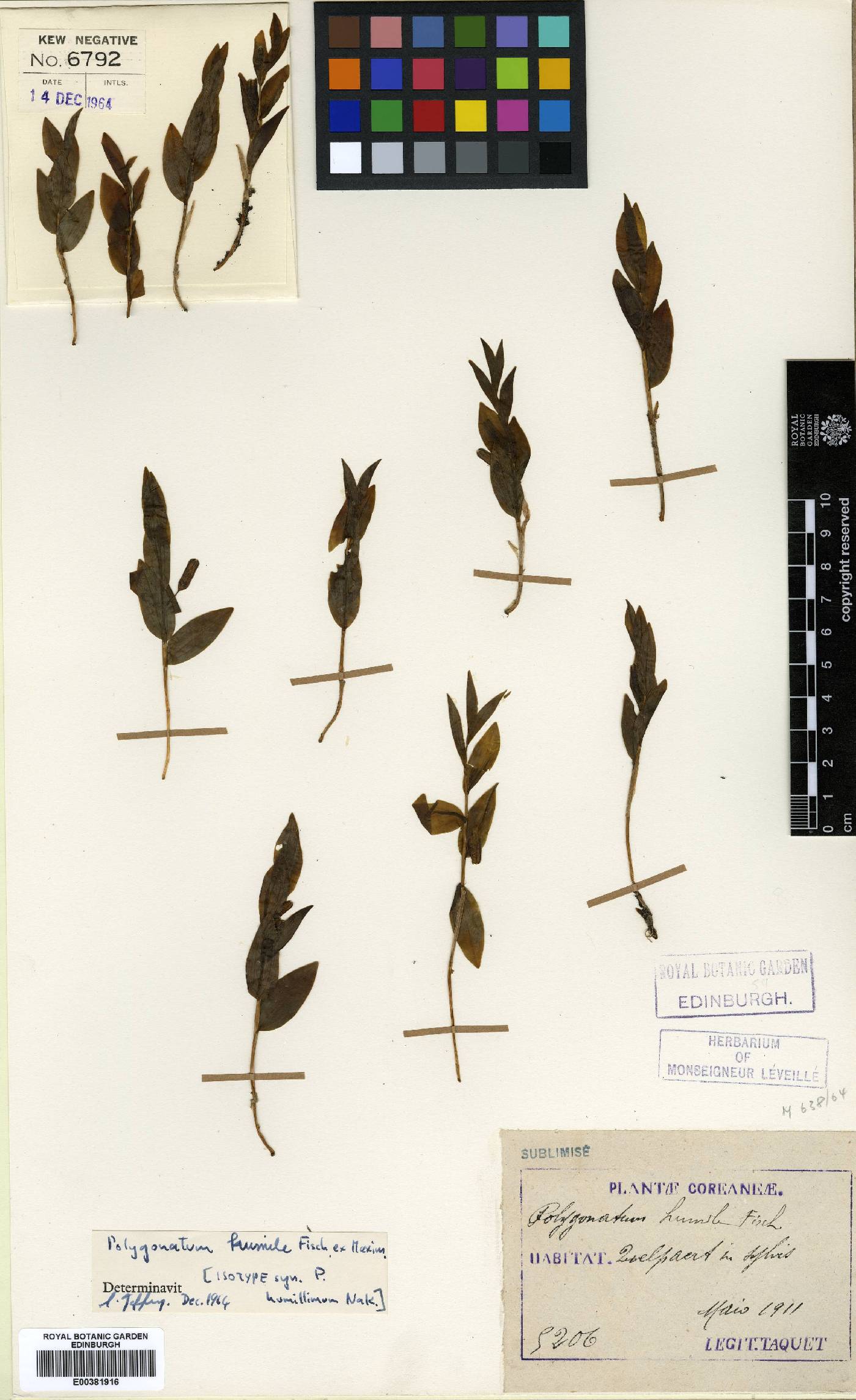 Polygonatum humile image