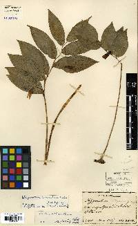 Polygonatum humile image