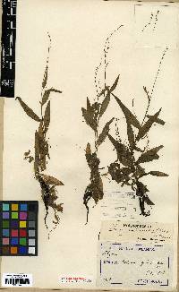 Persicaria taquetii image