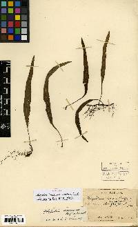 Image of Loxogramme salicifolia