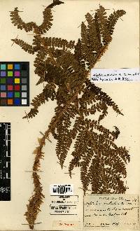 Polystichum ovatopaleaceum image
