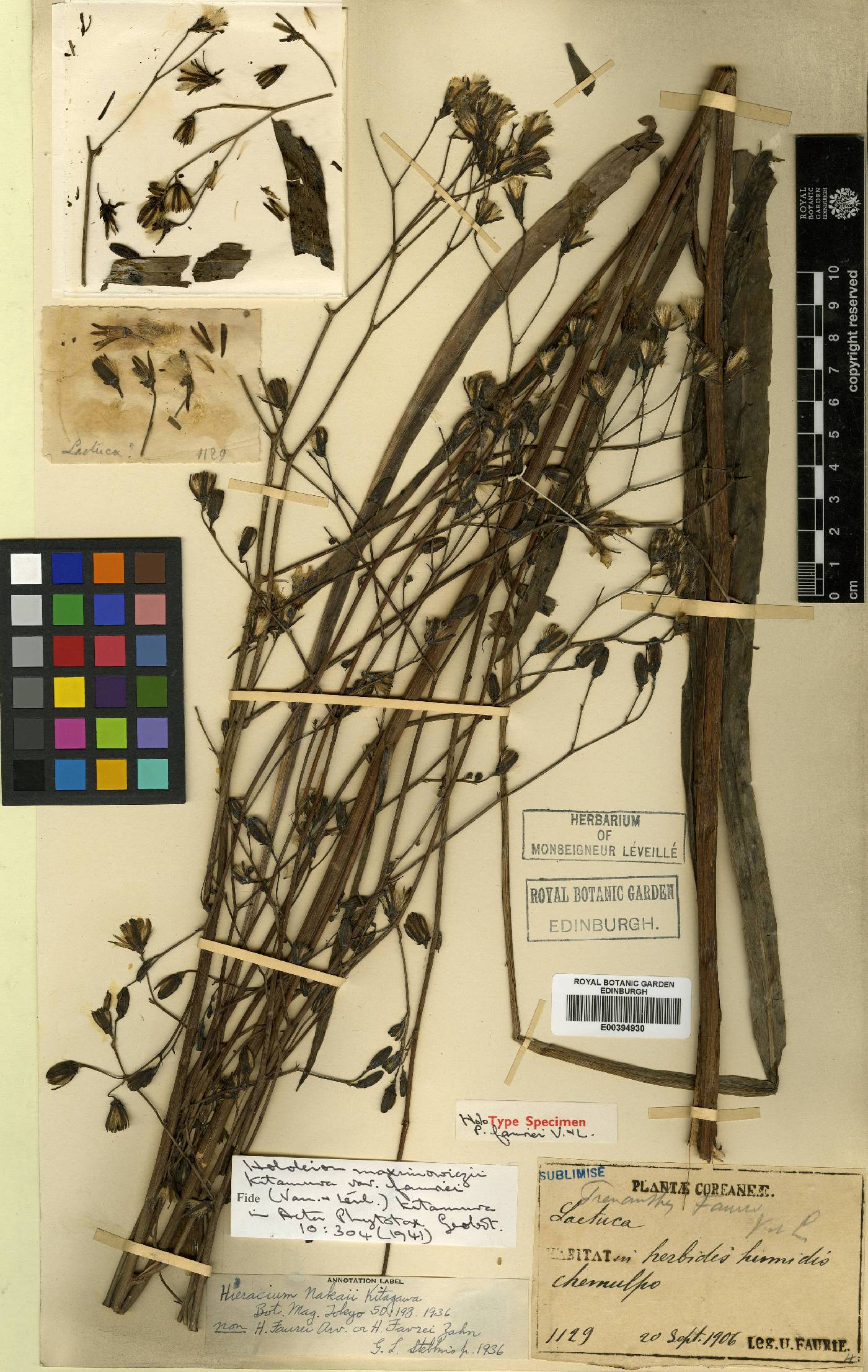 Sanicula rubriflora image