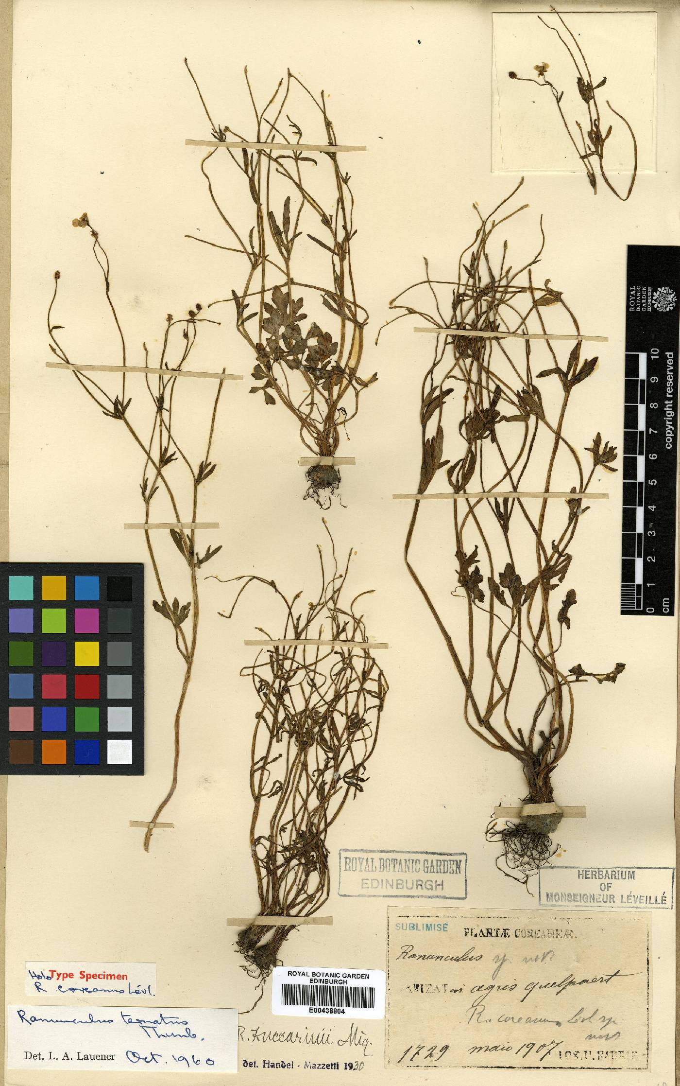 Ranunculus japonicus image