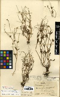 Ranunculus japonicus image