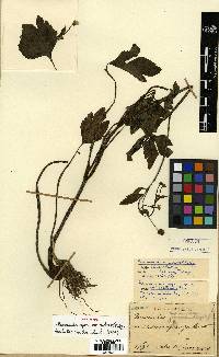 Ranunculus silerifolius image