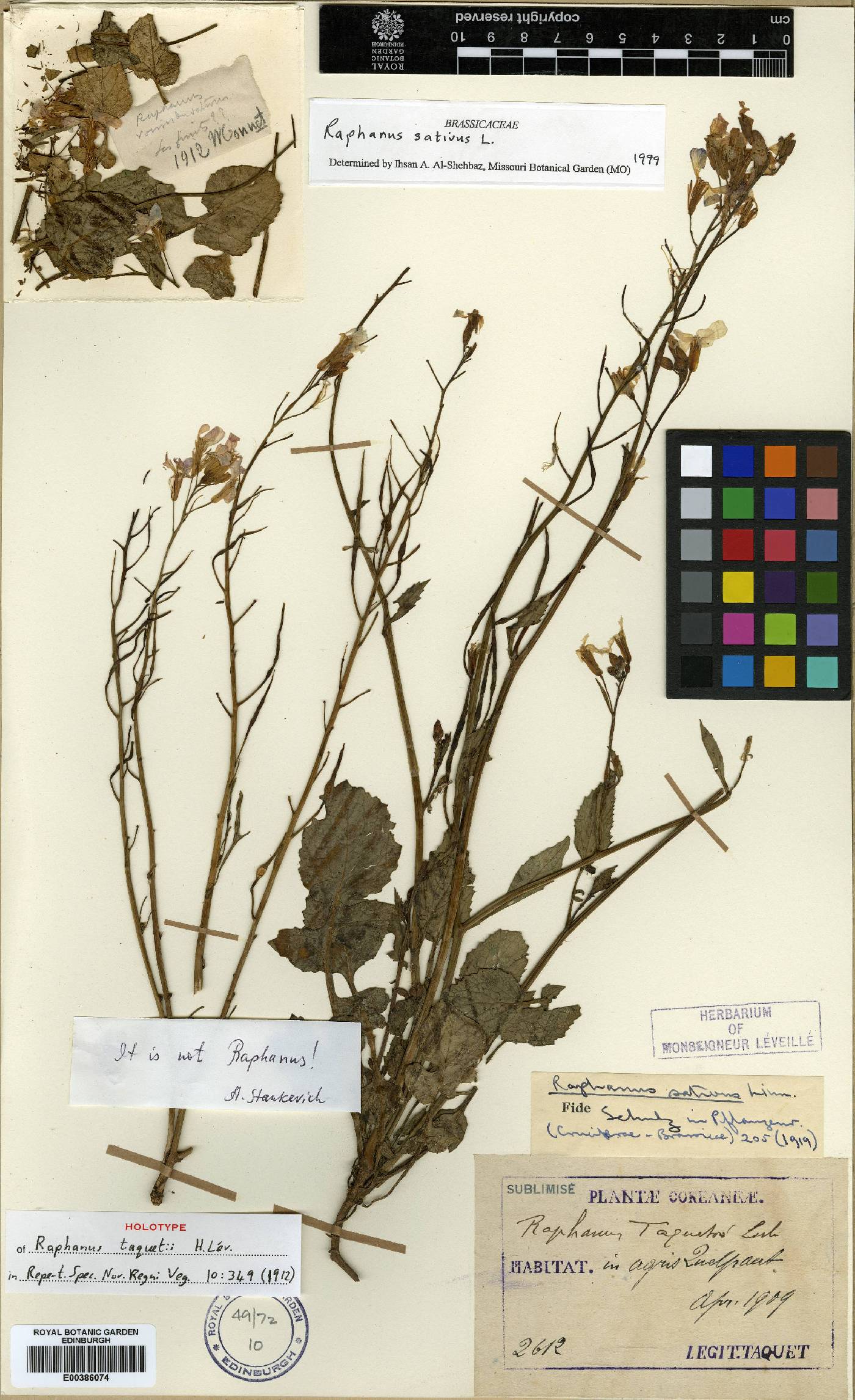 Raphanus raphanistrum subsp. sativus image